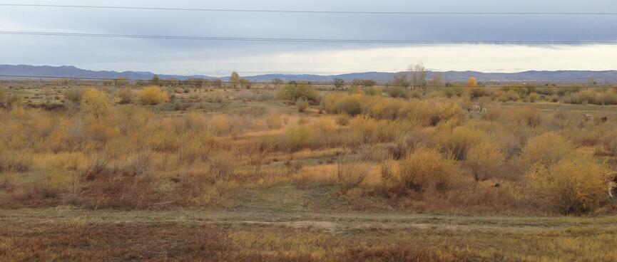 Brown grass and shrubs, and low mountains in the distance.