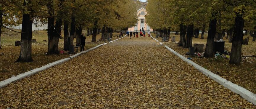 Leaves cover a tree lined path.
