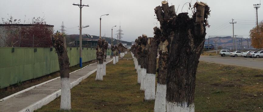 A line of stumps with white paint on the bottom third.