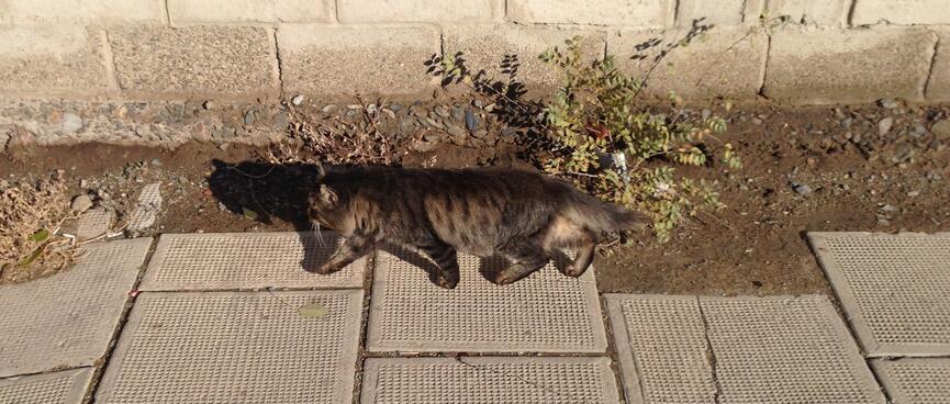 A brown cat walks along a tiled footpath.