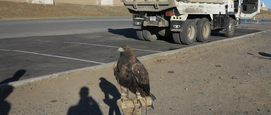 The eagleʼs feet are tied to a wooden post.