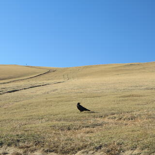 A black bird sits on a green hill.