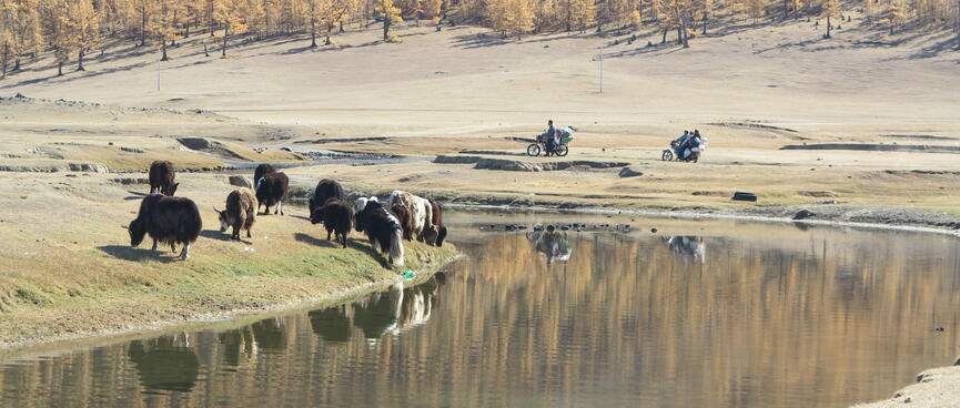 Cattle graze next to their reflections on the river bank.