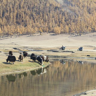Cattle graze next to their reflections on the river bank.