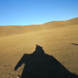 Silhouette of a horse on sand.