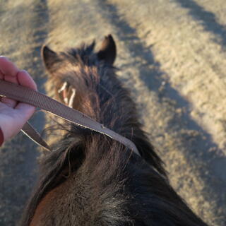 A hand loosely holds a moving horseʼs reins.