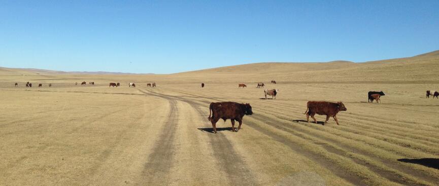 A large herd of cows wanders across the steppe.