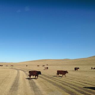 A large herd of cows wanders across the steppe.