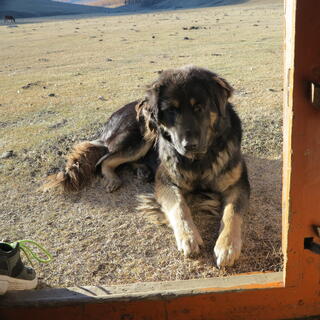 A brown dog sits outside the ger doorway.