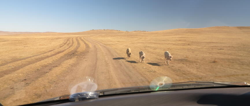 Three white dogs walking on the side of a dirt road.