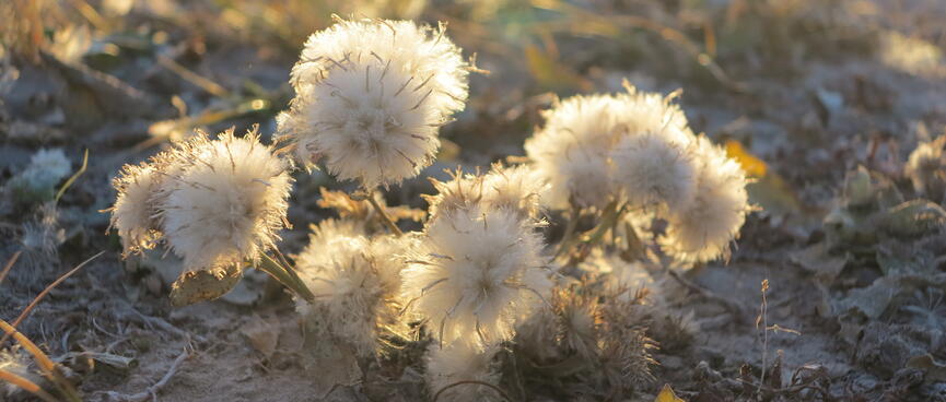 Fluffy white flowers sprout from the sandy beach.