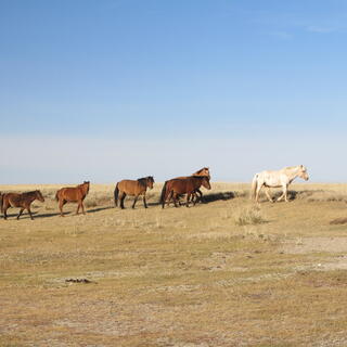 A white horse walks in front of a line of six brown horses.