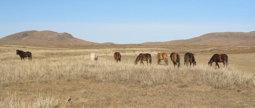 A black horse stands away from a group of brown and white horses.
