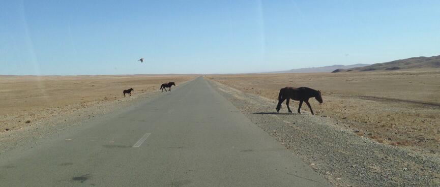 Three horses cross the highway.