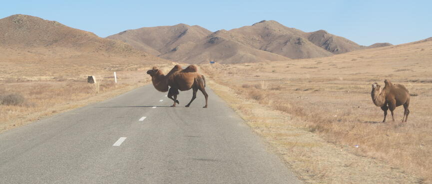 A humped camel crosses the road while another waits to cross.