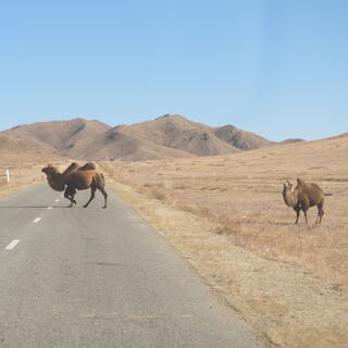 A humped camel crosses the road while another waits to cross.