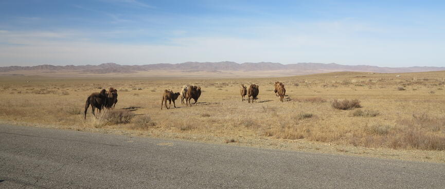 A small caravan of camels walk away from the road.