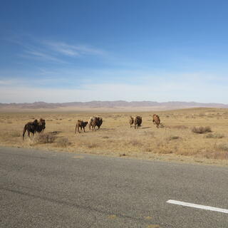A small caravan of camels walk away from the road.