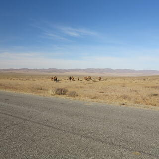 A small caravan of camels recede into the distance.