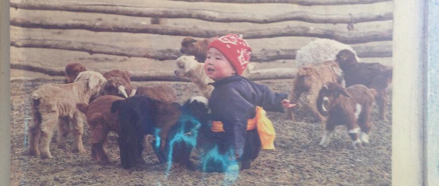 A small child sits in a wooden pen surrounded by baby goats.
