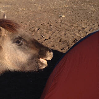 A brown donkey faces my tent.