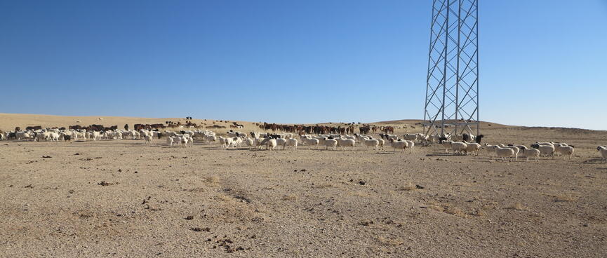 Sheep, goats, horses and yaks congregates around a power pylon.