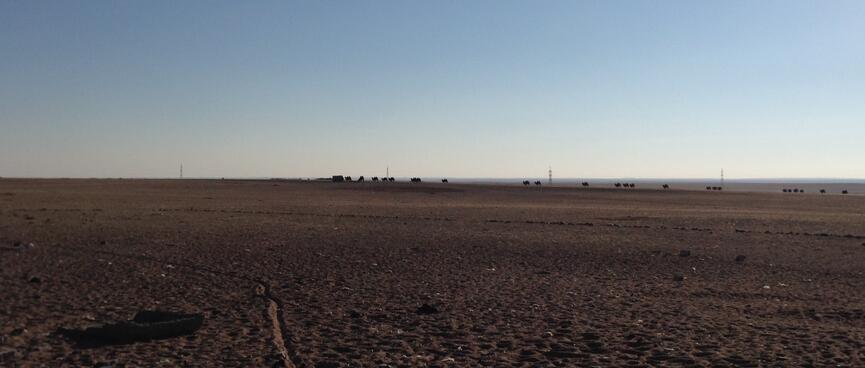 A herd of camels in the distance.
