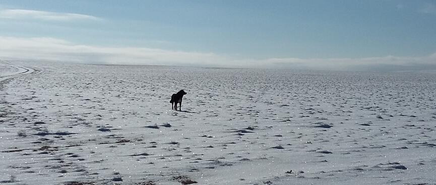 A dog stands in the sparkling snow and looks to his right.