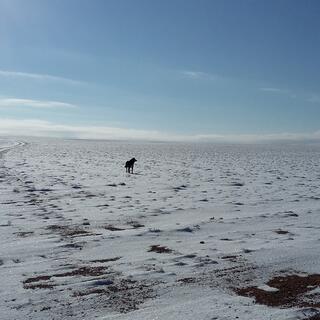 A dog stands in the sparkling snow and looks to his right.