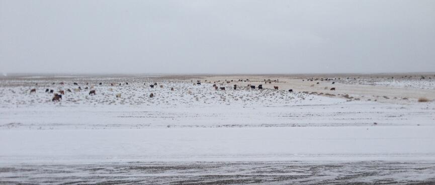 Black, brown and cream coated animals grave in a snow covered field.