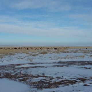 A large herd of animals stand in the brown grass on the far side of a snowy field.