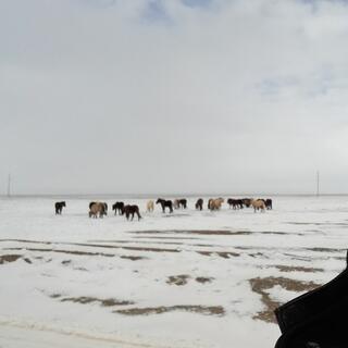 A herd of horses in the snow.