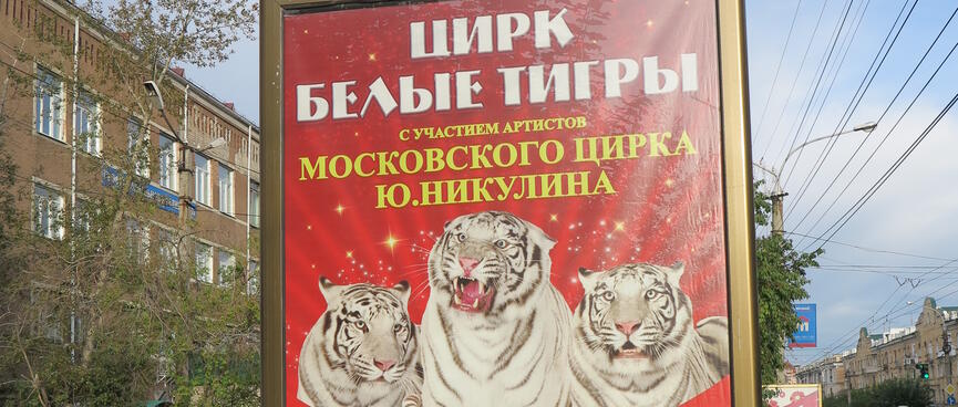 The middle of three white tigers roars from a red poster.