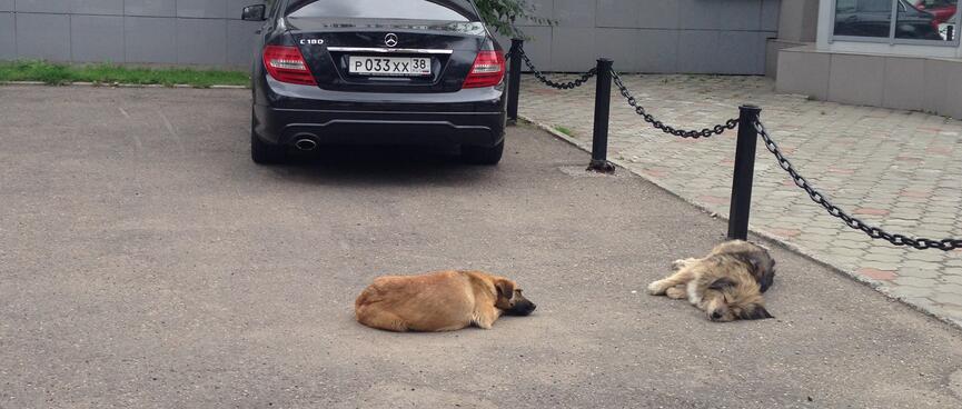 Two dogs lie sprawled behind a Mercedes in Irkutsk.
