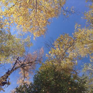 Looking up at a broken forest canopy.