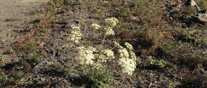 Cream coloured flowers sprout between rocks on the roadside.