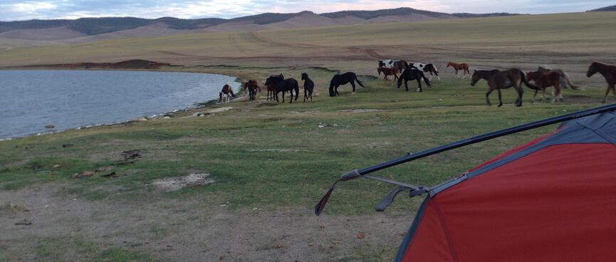 A small herd of horses graze behind my tent.