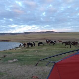 A small herd of horses graze behind my tent.