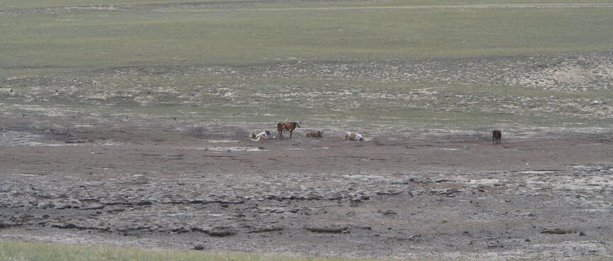 Cattle in a muddy field.