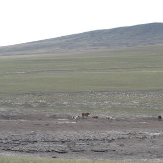 Cattle in a muddy field.