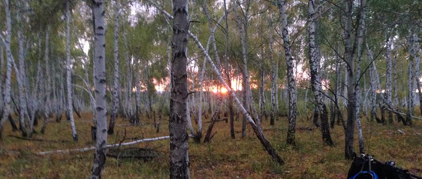 Watching the sun set through a thick forest of thin, pale trees.