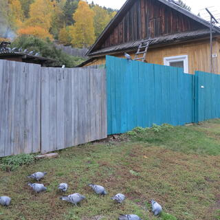 Pigeons next to a half-painted wooden fence.
