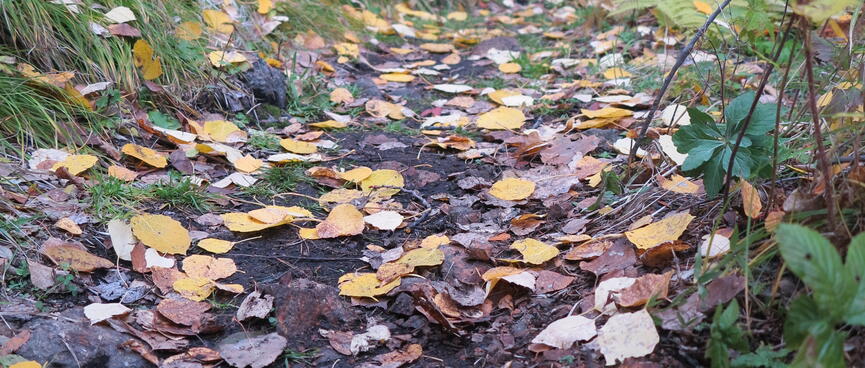Golden brown leaves lying flat on the dirt path.
