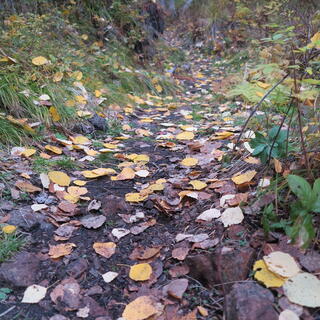 Golden brown leaves lying flat on the dirt path.