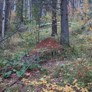 A mound of dirt amongst the trees.