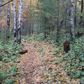 A wider section of the leaf-covered path.