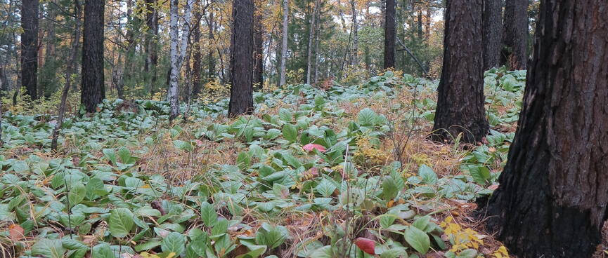 The surrounding forest is carpeted in small plants with green leaves.