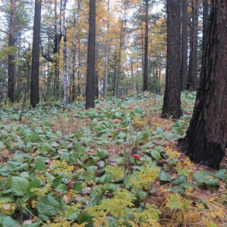 The surrounding forest is carpeted in small plants with green leaves.