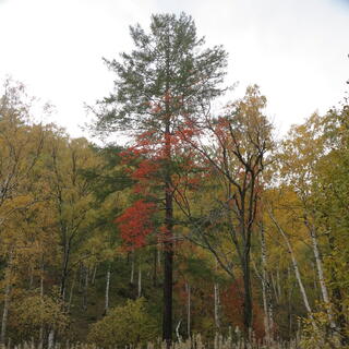 In a sea of green, a single tree has red leaves, and white shrubs carpet the ground below.
