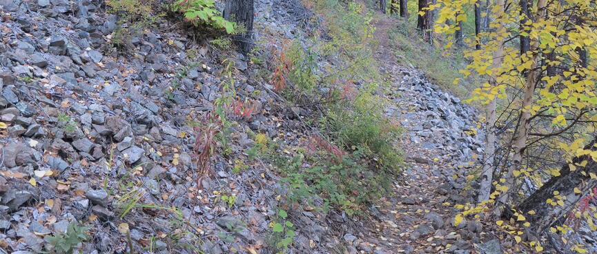 A steep hillside is covered with stones and a few trees.